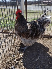 6+ Blue Splash English Orpington show quality hatching eggs