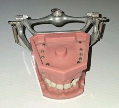Vintage Columbia Dental Dentoform Typodont 1361 1362