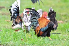 12+ Fertile Show Quality Serama Chicken Hatching Eggs