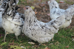 10+ Bantam Splash Ameraucana Fertile Hatching Eggs