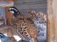 Mexican Speckled Bobwhite Quail Eggs for Sale 20+ Fertility Verified Clean eggs