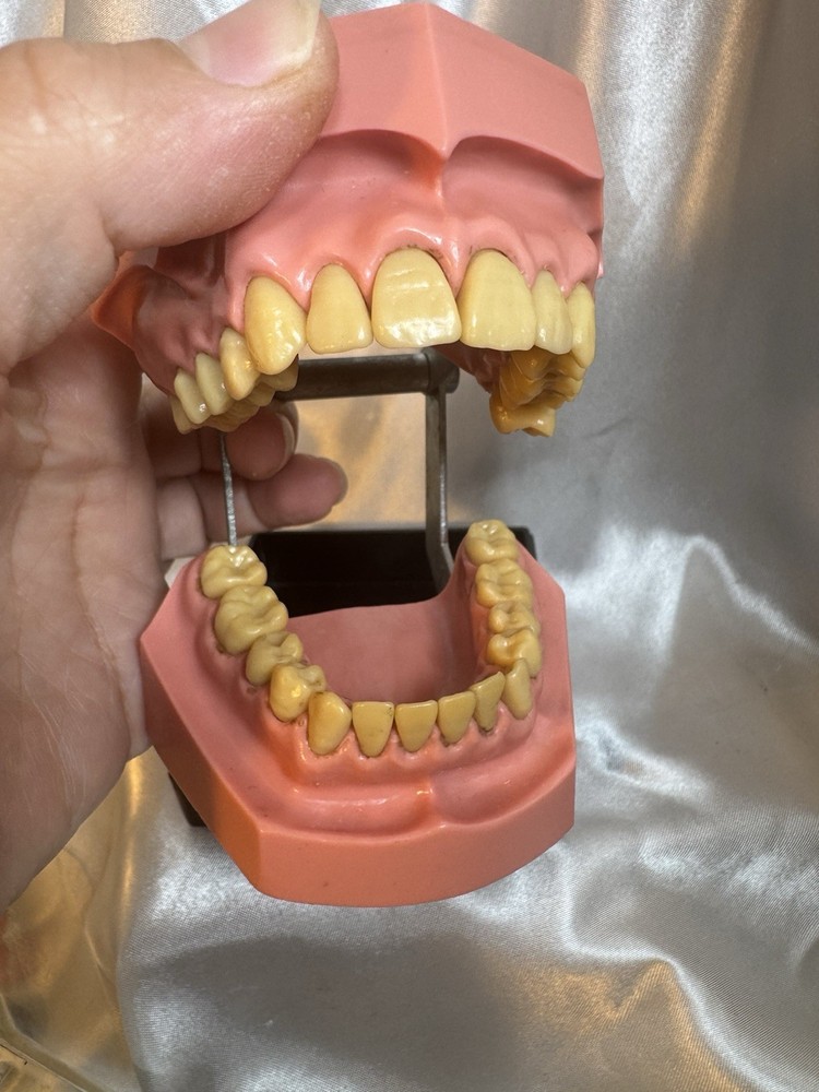 Nissin G.O.F.A. Typodont Natural Study Model D-2501 for Dentistry Lab