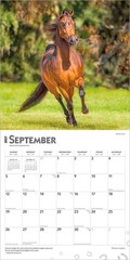 Horse Lovers | 2027 12×24″ (Hanging) Monthly Square Wall Calendar | Plastic-Free