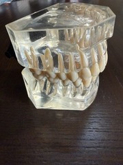 Dental Typodont Model