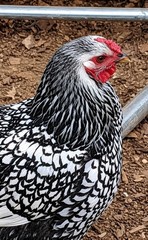 12 Fibro Easter Eggers