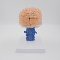 1:1 Size Human 15 Parts Anatomy Brain Model Medical