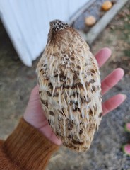 20 RARE Pansy & Sparkly 100% True Blue Celadon Coturnix Quail Hatching Eggs