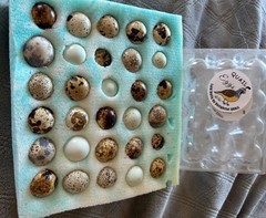 Coturnix Quail Hatching Eggs Buy One Get One Free- You CHOOSE