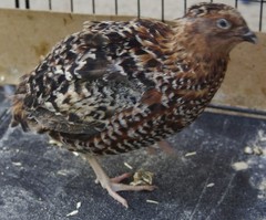 12+ Coturnix Quail Hatching Eggs, Fun Colors, NPIP, Free Shipping