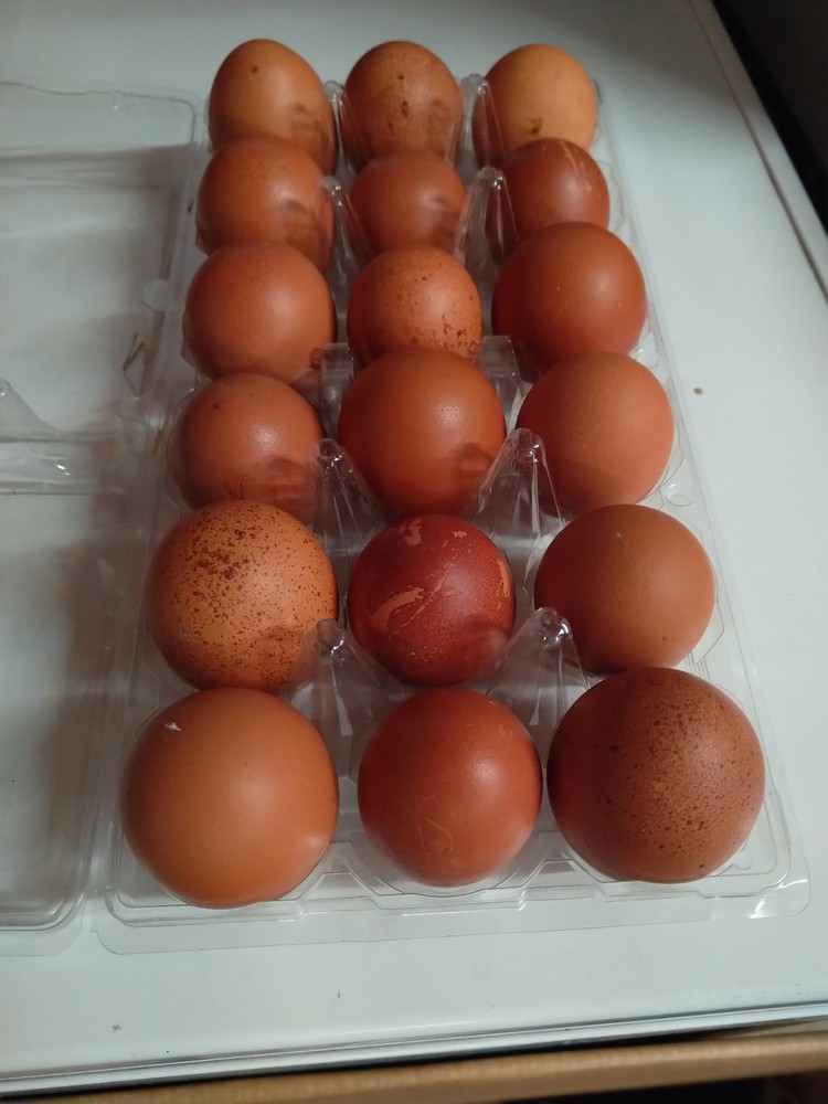 18+ French Black Copper Maran FBCM chicken fertile hatching eggs FAST SHIPPING!