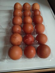 18+ French Black Copper Maran FBCM chicken fertile hatching eggs FAST SHIPPING!