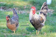10+ Fertile Homozygous Cream Legbar Chicken Hatching Eggs