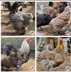 12 BYM Chicken Hatching Eggs Ameraucana Orpington Wyandotte Maran Cochin Brahma