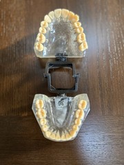 Dental Typodont Model