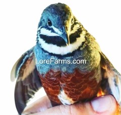 12 (+3EXT) ❤️LORE FARMS Button Quail Hatching Eggs Chinese Painted SPECIAL RARE