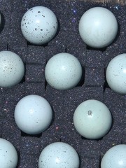 15+ **RARE COLORS** Celadon Blue Coturnix Quail Hatching Eggs