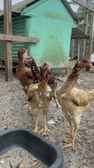 4 Indio Gigante hatching eggs Brazil. NPIP~ AI TALLEST CHICKEN BREED IN WORLD 🌎