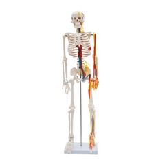 Anatomical Skeleton Model 33.46″, Detachable with Blood Vessels & Base