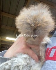 6 Silkie Calico Splash/Calico Paint Project Pen Hatching Eggs NPIP/AI