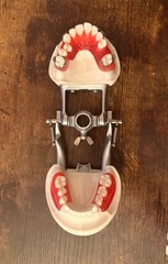 Nissin Kilgore Typodont Orthodontic Model D21DP-MGU.5 Dentist Teaching FAST SHIP