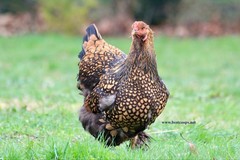 12+ Gold Laced Brahma Fertile Chicken Hatching Eggs Gentle Large Breed