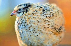 30 Showline Jumbo Coturnix Quail Hatching Eggs – Rare Colors & Premium Genetics