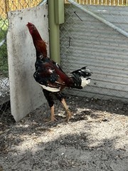 15+ Indio Gigante Hatching Eggs. Brazil NPIP ~ AI. TALLEST CHICKEN IN WORLD 🌎