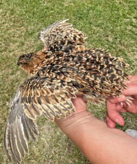 100+ RARE COLORS Coturnix Quail Hatching Eggs NPIP AI Free