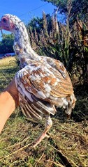 6+ Extremely Rare BLUE Real Indio Gigante Hatching Eggs RRA (((GUARANTEE)))