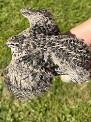 100+ RARE COLORS Coturnix Quail Hatching Eggs NPIP AI Free