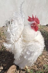6 + 3 SQ Fresh Serama Hatching Eggs Splash Blue Black Chocolate Mottled! NPIP