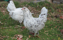 10+ Bantam Splash Ameraucana Fertile Hatching Eggs