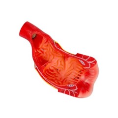 Anus Rectum and Anal Canal Human Medical Anatomy Teaching Model Display