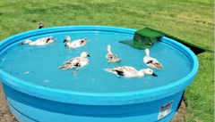 20 PUREBRED FRESH WELSH HARLEQUIN FERTILE HATCHING DUCK HATCHERY SUPPLY QUICK