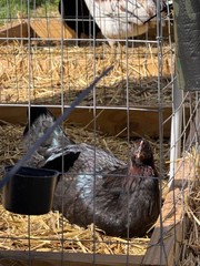 8 + Mug, Pumpkin, Blue, Black, RQ cross chicken hatching eggs