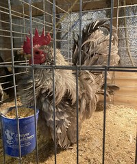 6 + 3 SQ Fresh Serama Hatching Eggs Splash Blue Black Chocolate Mottled! NPIP
