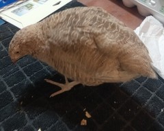 12+ Egyptian gold Coturnix Quail Hatching Eggs