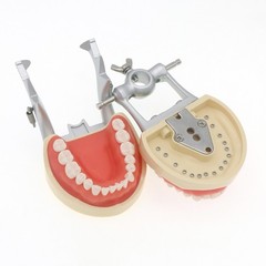 Dental 200 Type Typodont Model With Removable Teeth fit Kilgore NISSIN M8012