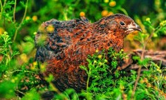 30 Showline Jumbo Coturnix Quail Hatching Eggs – Rare Colors & Premium Genetics