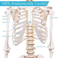 Portable Life Size Skeleton Model with Rolling Bracket