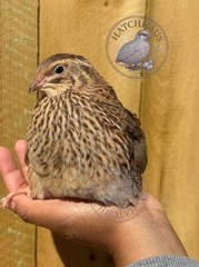 10+ JUMBOS RARE COLORS Coturnix Quail Hatching eggs – mixed variety
