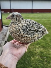 20 RARE Pansy & Sparkly 100% True Blue Celadon Coturnix Quail Hatching Eggs