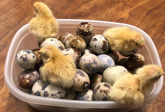 23+ Fertile Hatching Eggs Quail Coturnix Jumbo White Texas A&M Meat & Egg Birds