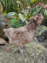 (6) Mauve and Chocolate Ameraucana Hatching Eggs – Possible Mottled Split!