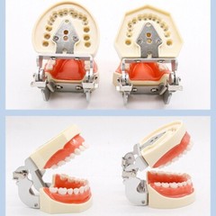 28/32 Dental Typodont Teeth Model Removable Teeth Soft Gingiva Teaching Model