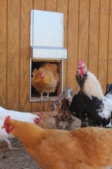 Automatic Chicken Door ADOR1 MADE in USA.