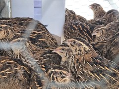 54 Eggs,Live Quail Chicks Mixed Colors – Quail Poultry Type, Live Bird,