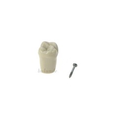 Columbia Dentoform 860 Dental Typodont 32PCS Teeth Replacement Removable