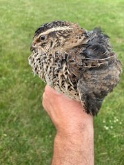 12 + Jumbo Pharoah Coturnix ,Jumbo Italian, white Quail Hatching Eggs
