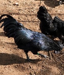 24 Ayam Cemani Hatching Eggs Fertile Fresh Rare Black Chicken Shipped Fast